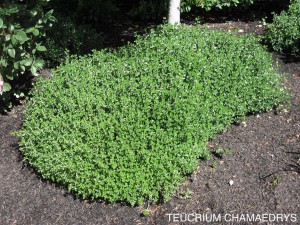 Teucrium chamaedrys